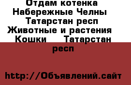 Отдам котенка, Набережные Челны - Татарстан респ. Животные и растения » Кошки   . Татарстан респ.